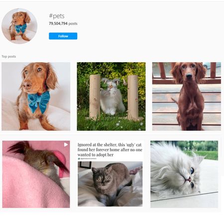 Pets hashtags for Instagram